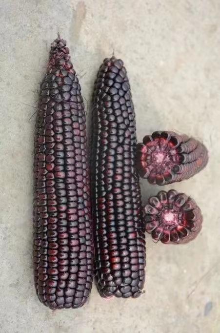 黑玉米种子国审黑玉米种杂交种大田用种包邮